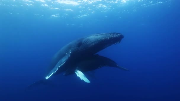 Humpback wielorybów matka i cielę w błękitnej wodzie morskiej. Niesamowite podwodne strzelanie. — Wideo stockowe