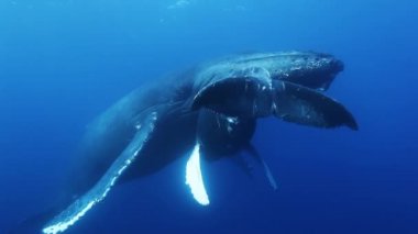 Kambur balinalar mavi deniz suyunda anne ve buzağı. İnanılmaz sualtı çekim.