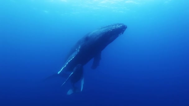 Humpback whales mother and calf in blue sea water. Amazing underwater shooting. — Stock Video