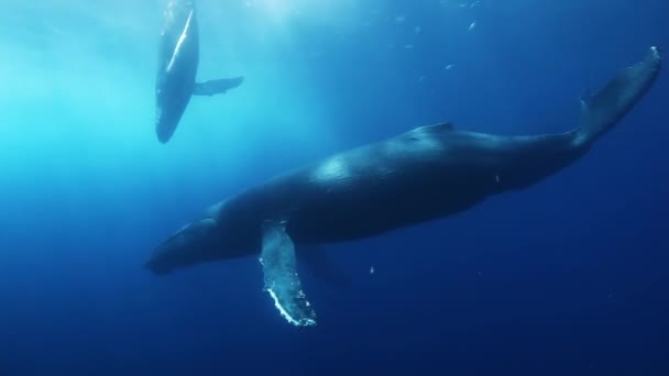 Humpback bálnák anya és borjú kék tengervízben. Csodálatos víz alatti lövöldözés. — Stock videók