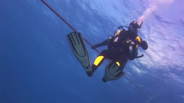 O grupo de mergulhadores na superfície do mar . — Vídeo de Stock