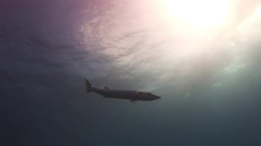 Barracuda deniz arka plan güneş ışığı altında