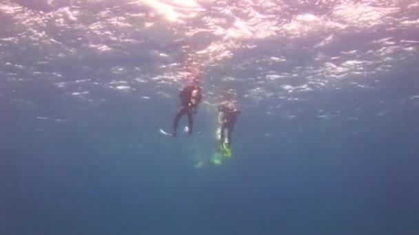 El grupo de buceadores en la superficie del mar . — Vídeos de Stock