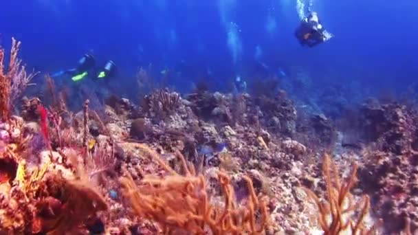 Grupo de buceadores nadando a lo largo del arrecife en Bahamas — Vídeos de Stock