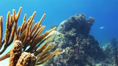 Yumuşak mercan resif Bahamalar üzerinde büyüyen