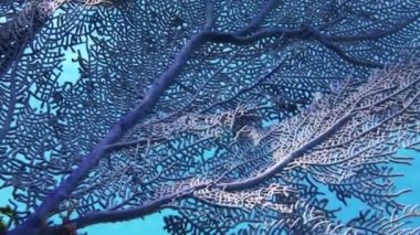 Deniz fan, Bahamalar gorgonian mercan resif.