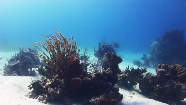 Espesores de corales en el fondo de arena blanca . — Vídeo de stock