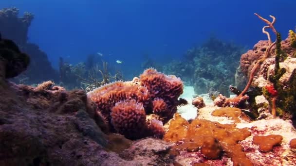 Bir mercan kayalığı ortasında deniz süngerleri. — Stok video