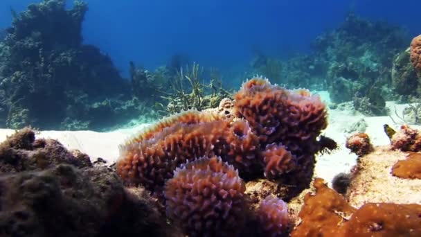 Bureți de mare în mijlocul unui recif de corali . — Videoclip de stoc