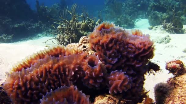 Bir mercan kayalığı ortasında deniz süngerleri. — Stok video