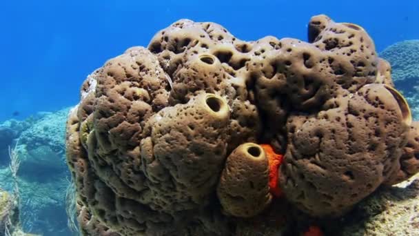 水中のサンゴ礁と熱帯魚バハマで — ストック動画