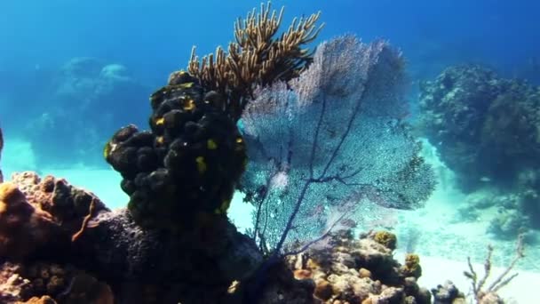 Sea fan, gorgonian koraller i Bahamas reef. — Stockvideo