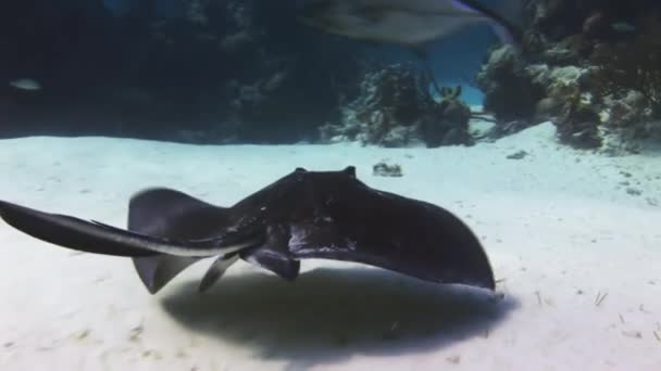 Stingray op zoek naar voedsel op zanderige bodem van zee. — Stockvideo