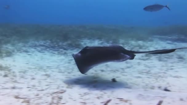 Stingray op zoek naar voedsel op zanderige bodem van zee. — Stockvideo