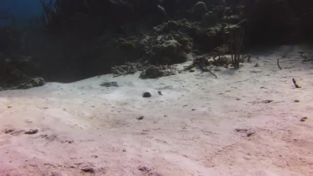 Stingray em busca de comida enterrada na areia . — Vídeo de Stock