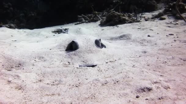 Stingray em busca de comida enterrada na areia . — Vídeo de Stock