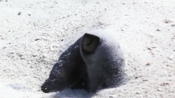 Stingray op zoek naar voedsel in het zand begraven. — Stockvideo