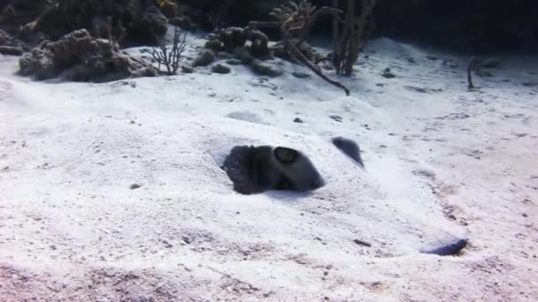 Stingray op zoek naar voedsel in het zand begraven. — Stockvideo