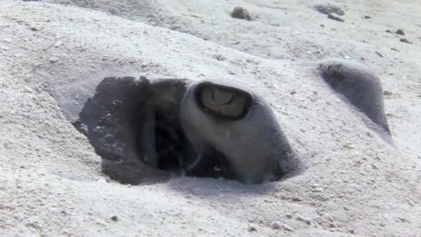 Stingray à la recherche de nourriture enfouie dans le sable . — Video