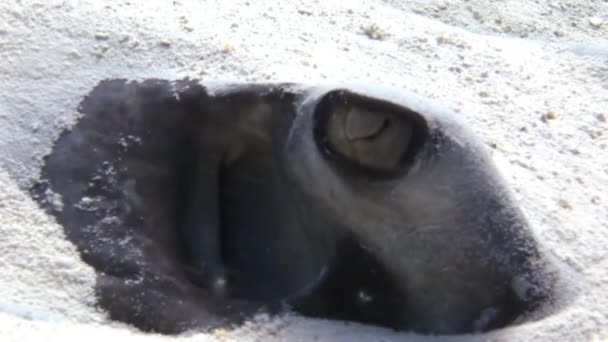 Stachelrochen auf der Suche nach Nahrung im Sand vergraben. — Stockvideo