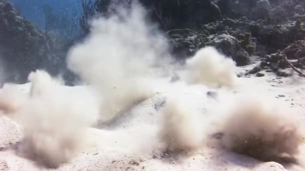 黄貂鱼寻找埋在沙子里的食物. — 图库视频影像