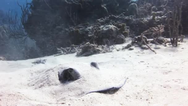 Stingray op zoek naar voedsel in het zand begraven. — Stockvideo