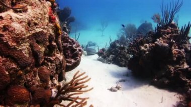 Sualtı mercan ve tropikal balık Bahamalar