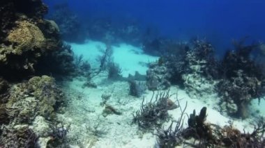 Yiyecek bulmak kayalıkta Yüzme köpekbalığı.