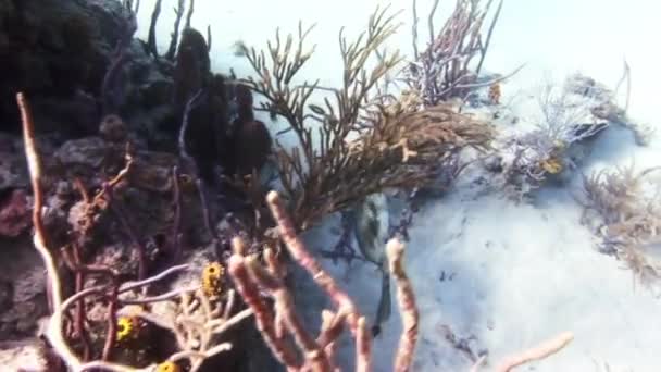 カラフルなサンゴ礁の魚たちが泳ぐバハマ. — ストック動画