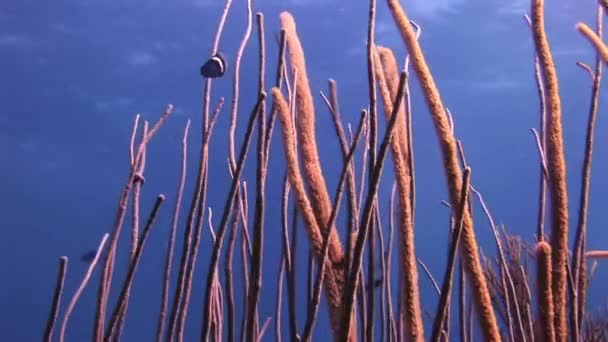 Branches de corail au soleil . — Video