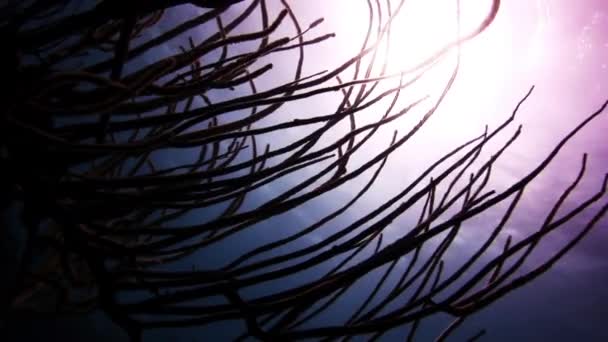 Коралловые ветви на солнце . — стоковое видео