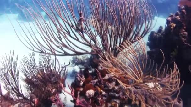 Ramos longos de coral no fluxo vibratório . — Vídeo de Stock