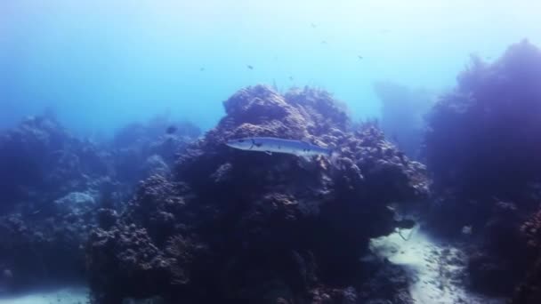 Barracuda nage parmi les coraux et les plongeurs . — Video