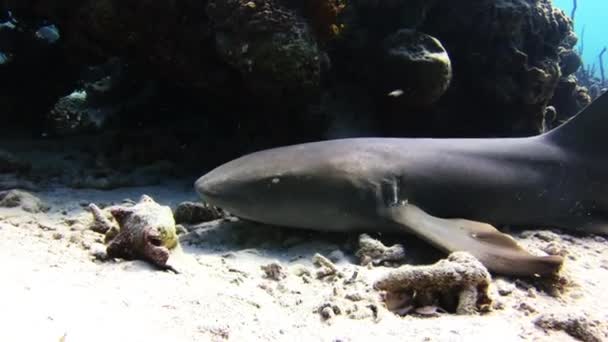 Tiburón nadando en el arrecife en busca de comida . — Vídeos de Stock