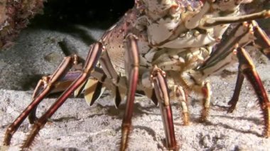 Istakoz yemek arama Coral Reef üzerinde yürüyüş.