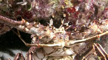 Istakoz yemek arama Coral Reef üzerinde yürüyüş.