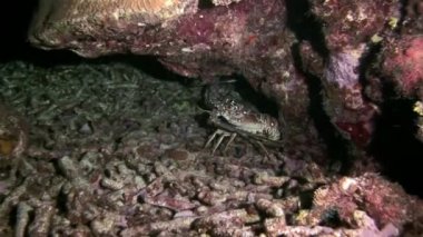 Istakoz yemek arama Coral Reef üzerinde yürüyüş.
