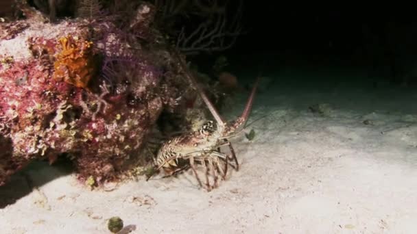 Langosta caminando sobre el arrecife de coral en busca de comida . — Vídeos de Stock