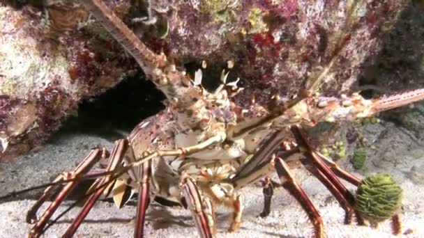 Lobster Walking on Coral Reef w poszukiwaniu jedzenia. — Wideo stockowe