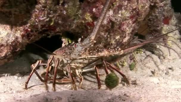 Langosta caminando sobre el arrecife de coral en busca de comida . — Vídeos de Stock