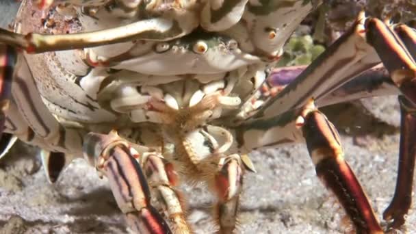 龙虾在珊瑚礁上散步寻找食物. — 图库视频影像