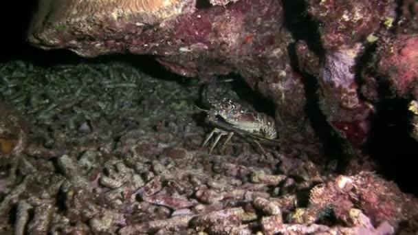 Kreeft wandelen op Coral Reef op zoek naar voedsel. — Stockvideo