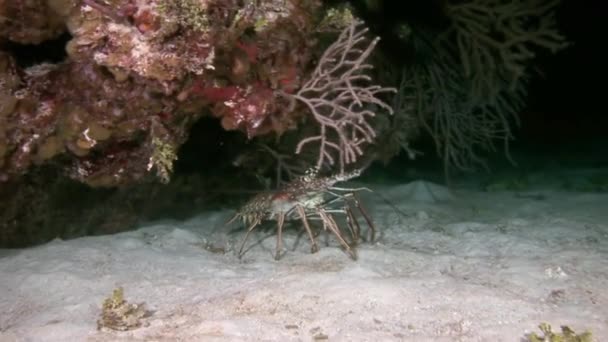 Kreeft wandelen op Coral Reef op zoek naar voedsel. — Stockvideo