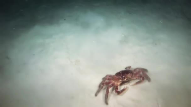 Red  Crab in search of food on the reef at night. — Stock Video