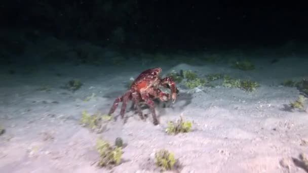 Rode krab op zoek naar eten op het rif 's nachts. — Stockvideo