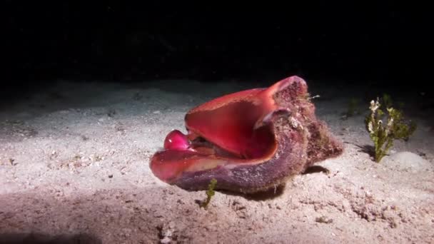 Die Muschel auf dem Meeresboden. — Stockvideo
