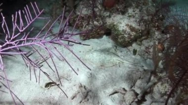 White spotted stingray on the sea bed at night.