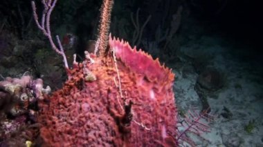 Bir gece dalış güzel polip.