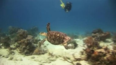 Kaplumbağa deniz tabanında yiyecek arıyor.