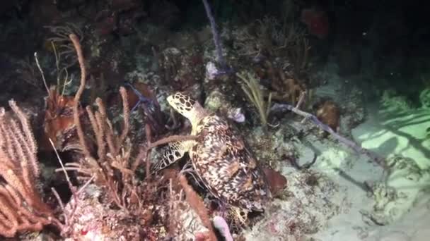 Tortuga buscando comida por la noche en el arrecife . — Vídeo de stock